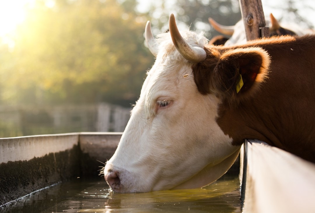 bebederos de agua para vacas