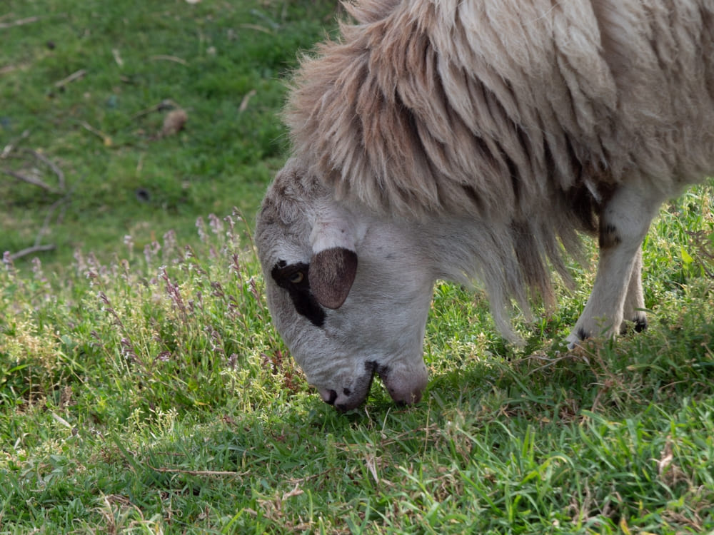 Oveja comiendo pasto