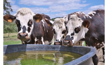 Importancia del agua en una explotación ganadera:¿Cómo se gestiona su uso?