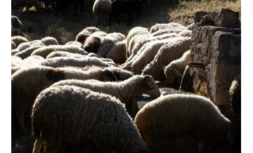 Tipos de bebederos para ovejas